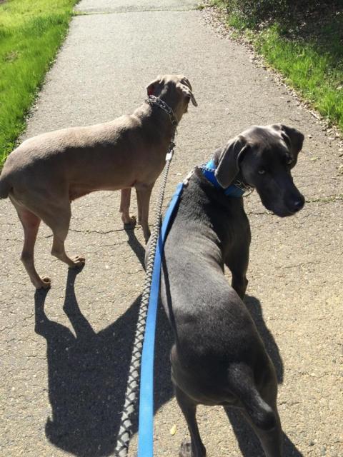 Jax and Hunter on walk